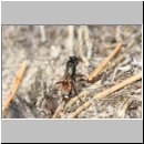 Agrothereutes adustus - Schlupfwespe w01b 9mm Sandgrube Niedringhaussee det06.jpg